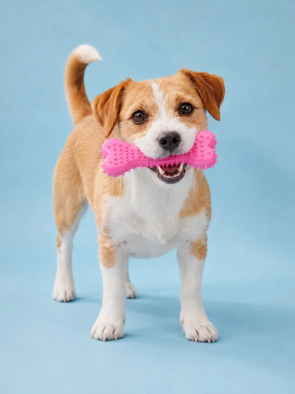 Kensington Kennel Club Dog Toy Set Pink Bone Blue Ball Tug Toss Fetch New